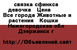 связка сфинкса. девочка › Цена ­ 500 - Все города Животные и растения » Кошки   . Нижегородская обл.,Дзержинск г.